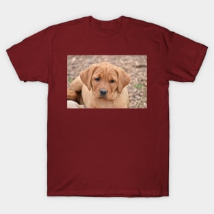 Puppy Cuteness T-Shirt